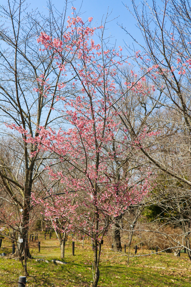 IMG_4238.jpg