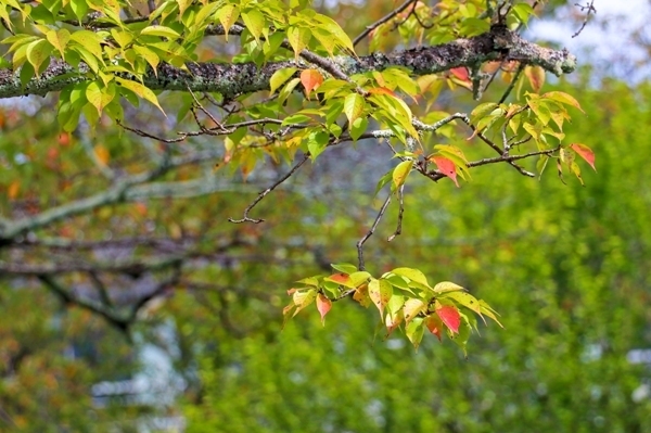 IMG_5004.JPG
