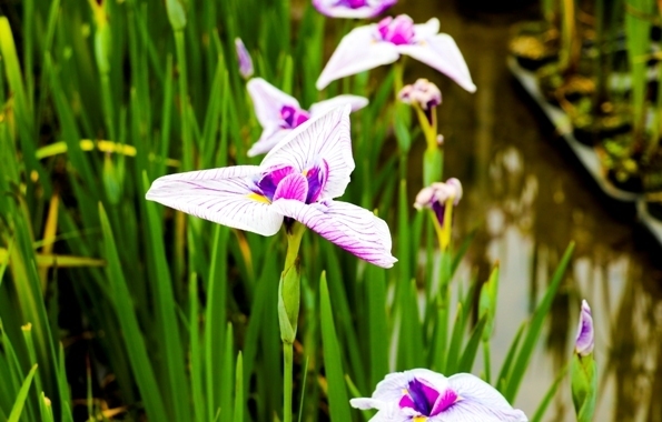 IMG_7661.JPG