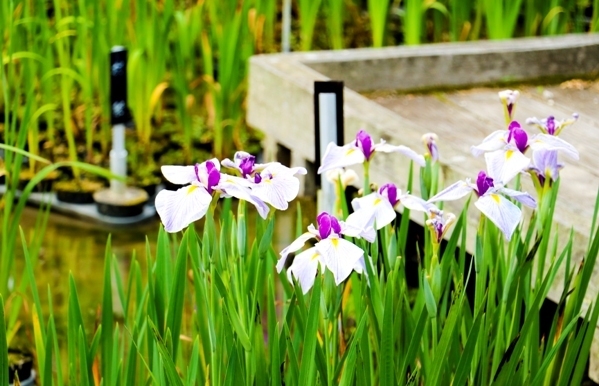 IMG_7670.JPG