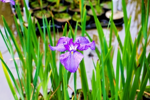 IMG_7677.JPG