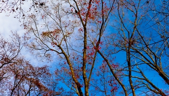 IMG_9753.JPG
