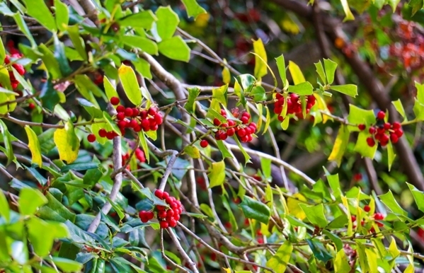 IMG_9769.JPG